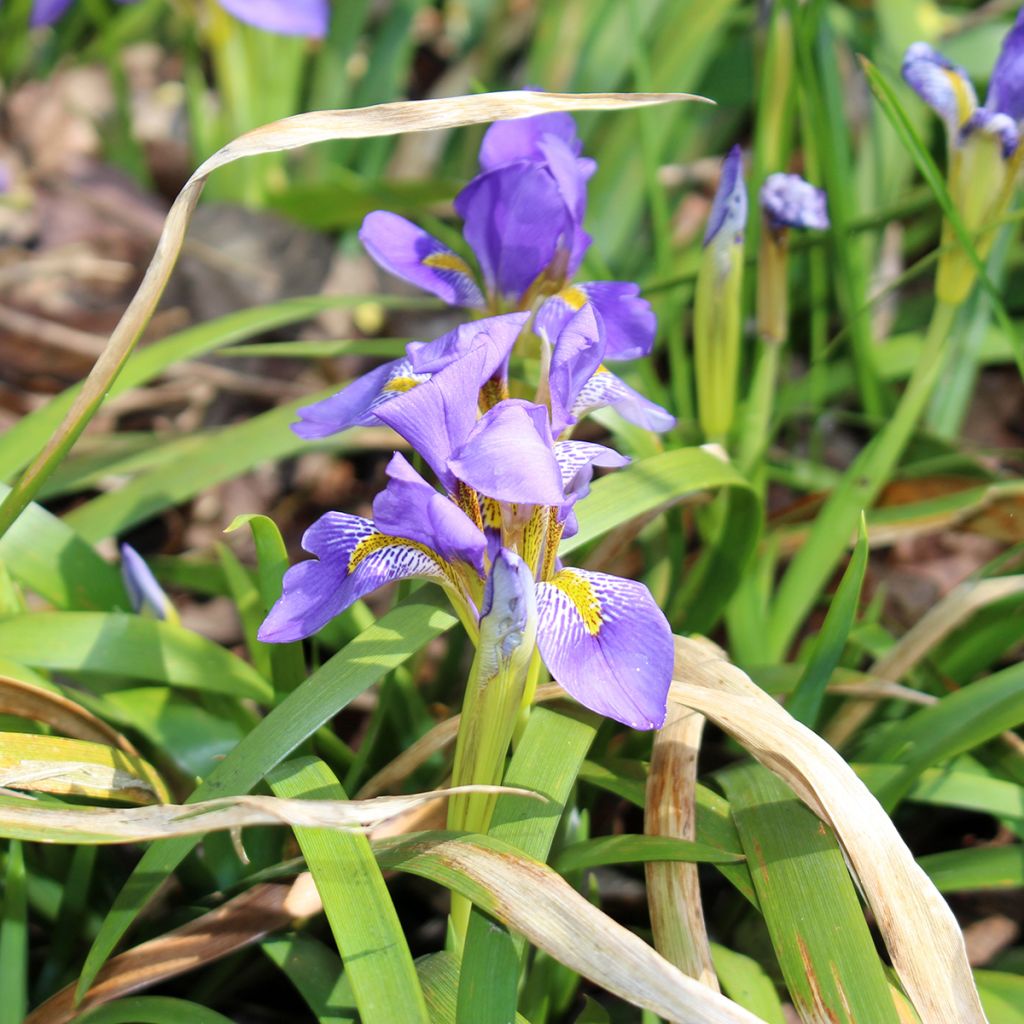 Iris lazica