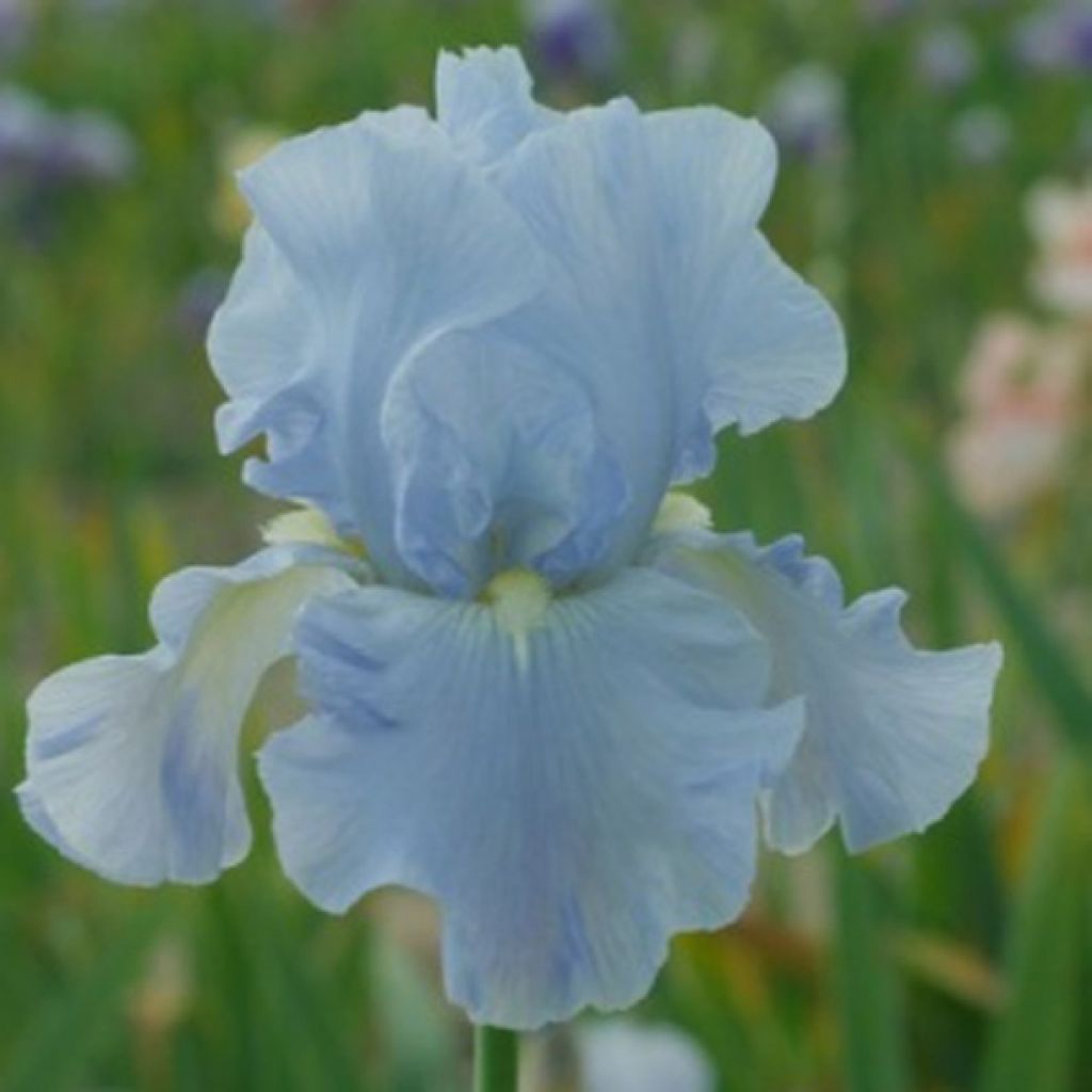 Iris Navajo Jewel - Tall Bearded Iris