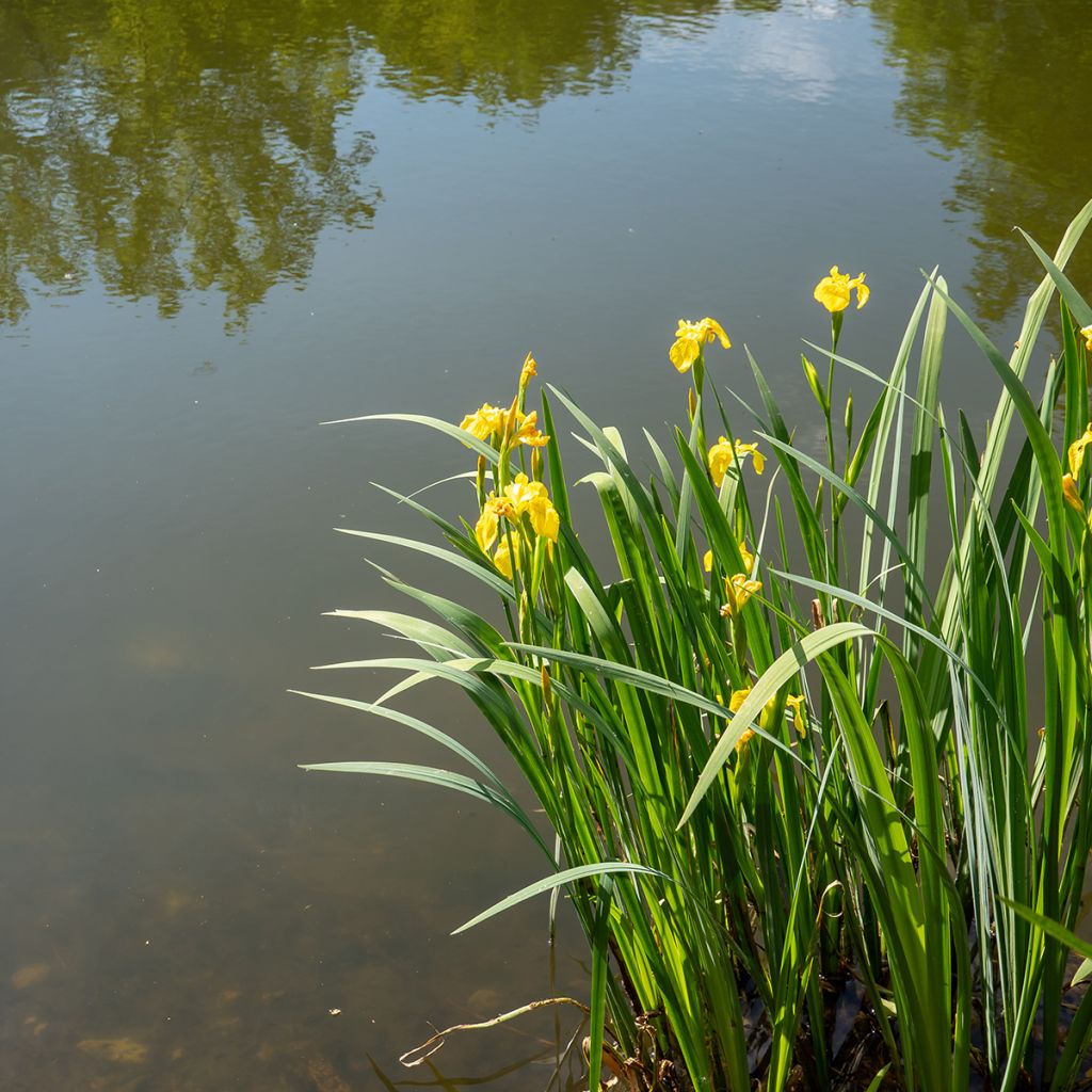 Iris pseudacorus - Yellow Flag