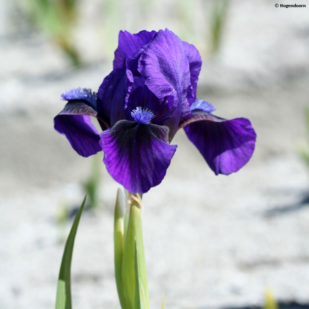 Iris Brannigan - Dwarf bearded Iris