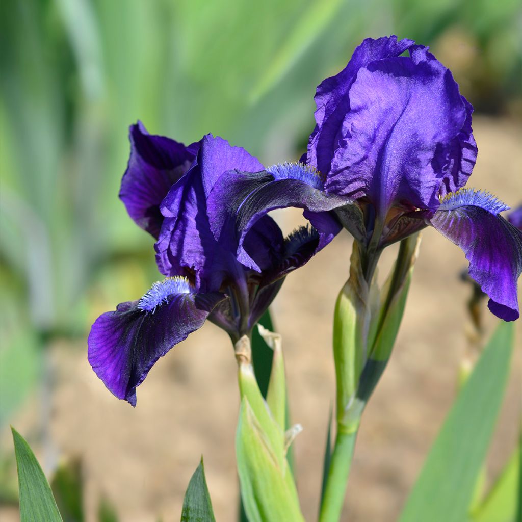 Iris Brannigan - Dwarf bearded Iris