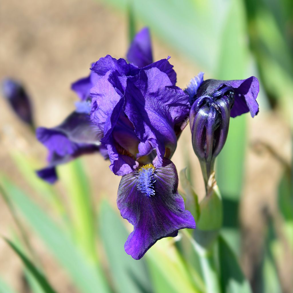 Iris pumila Brannigan - Iris nain ou de rocaille