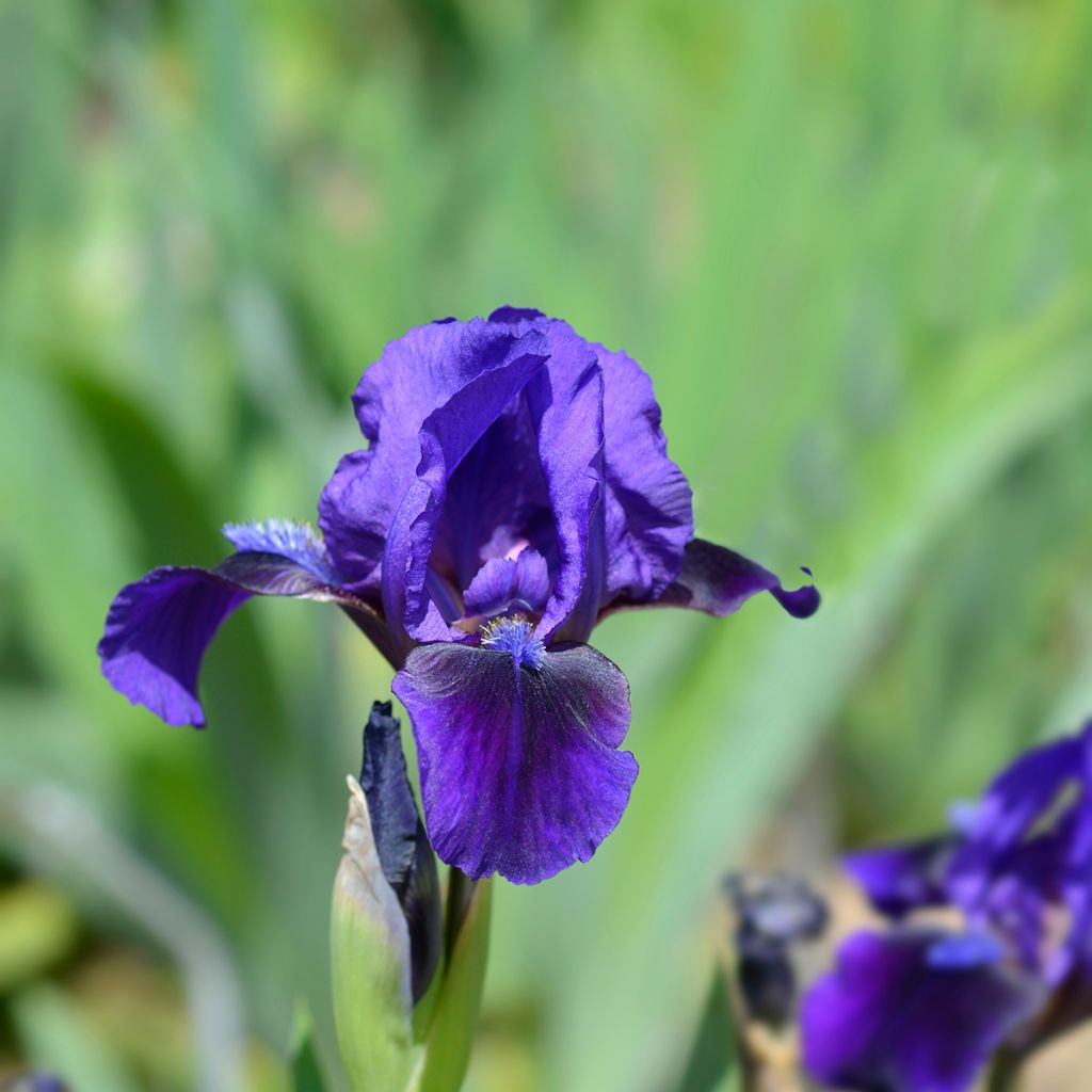 Iris Brannigan - Dwarf bearded Iris