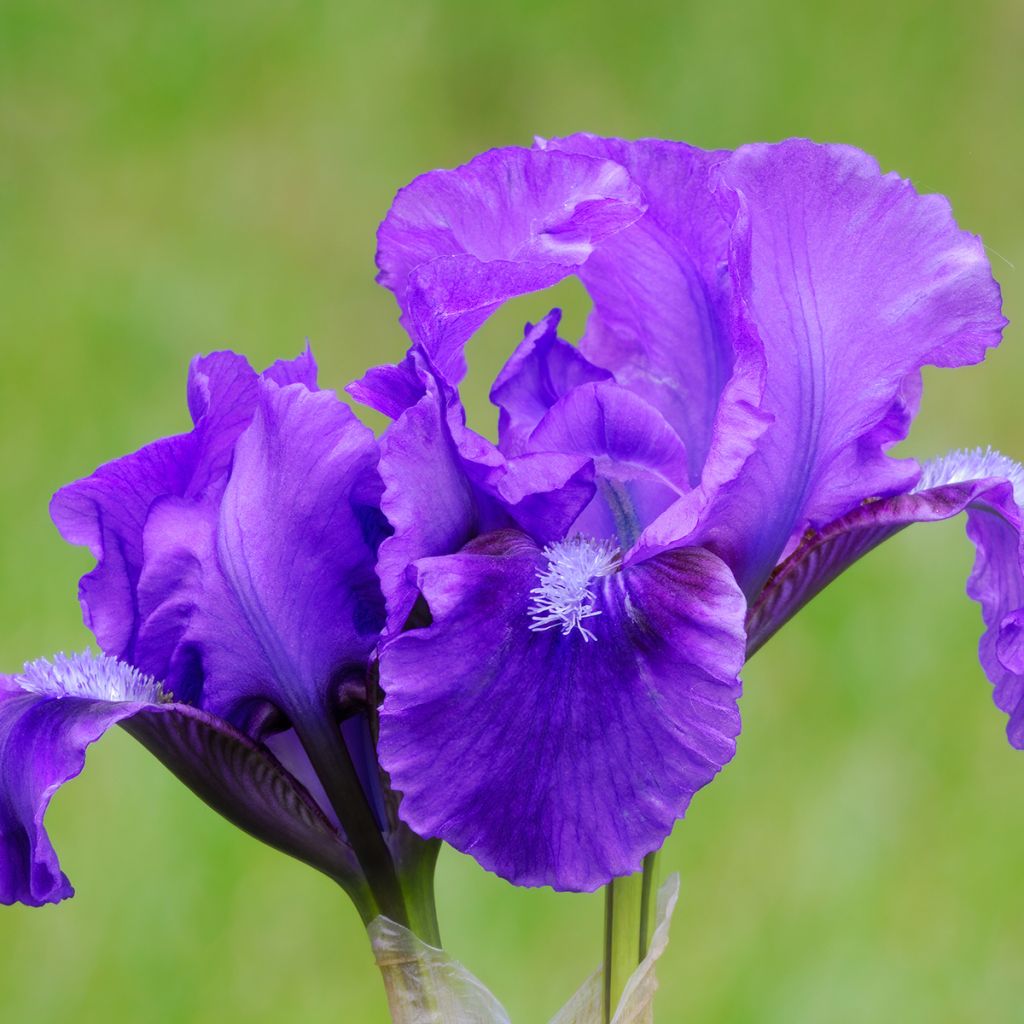 Iris pumila Smell the Roses - Dwarf bearded Iris
