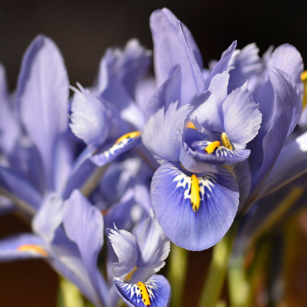 Iris reticulata Alida - Iris réticulé