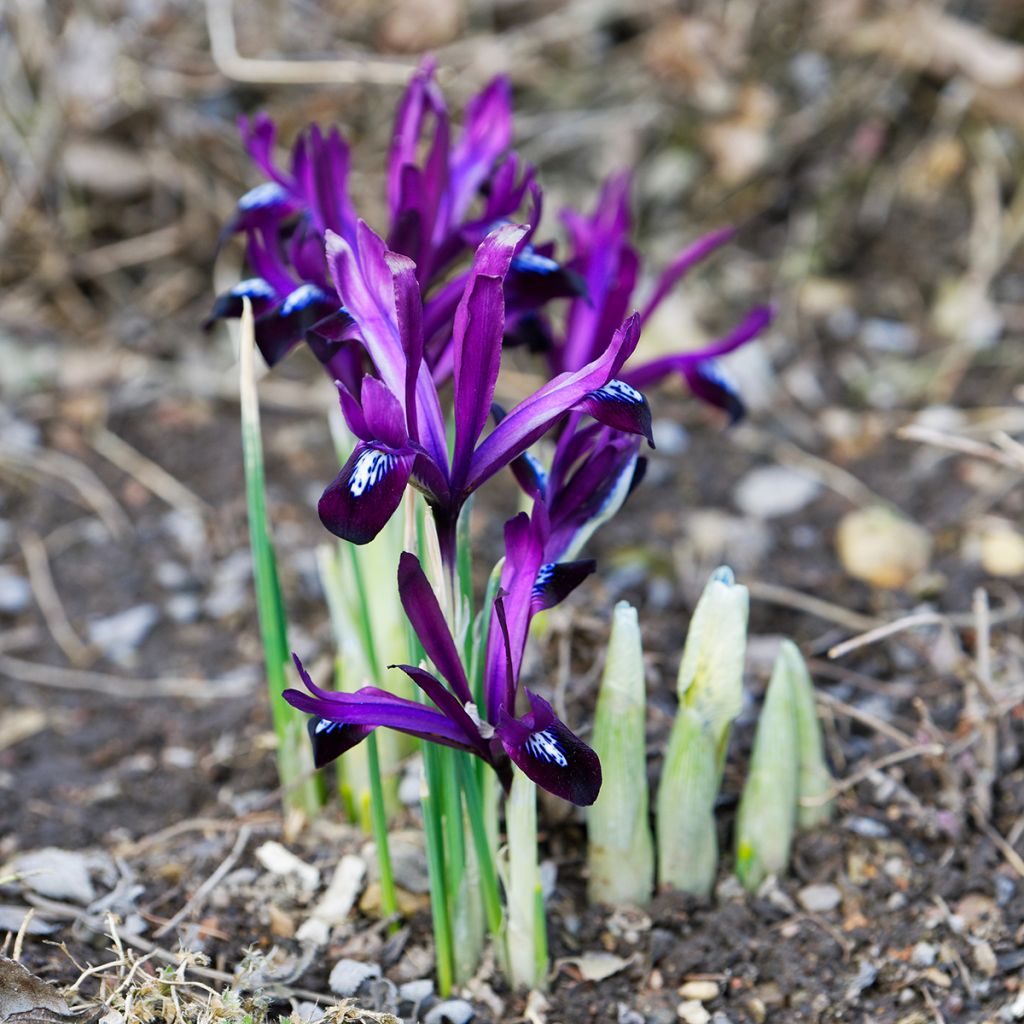 Iris reticulata Blue Note - Netted iris