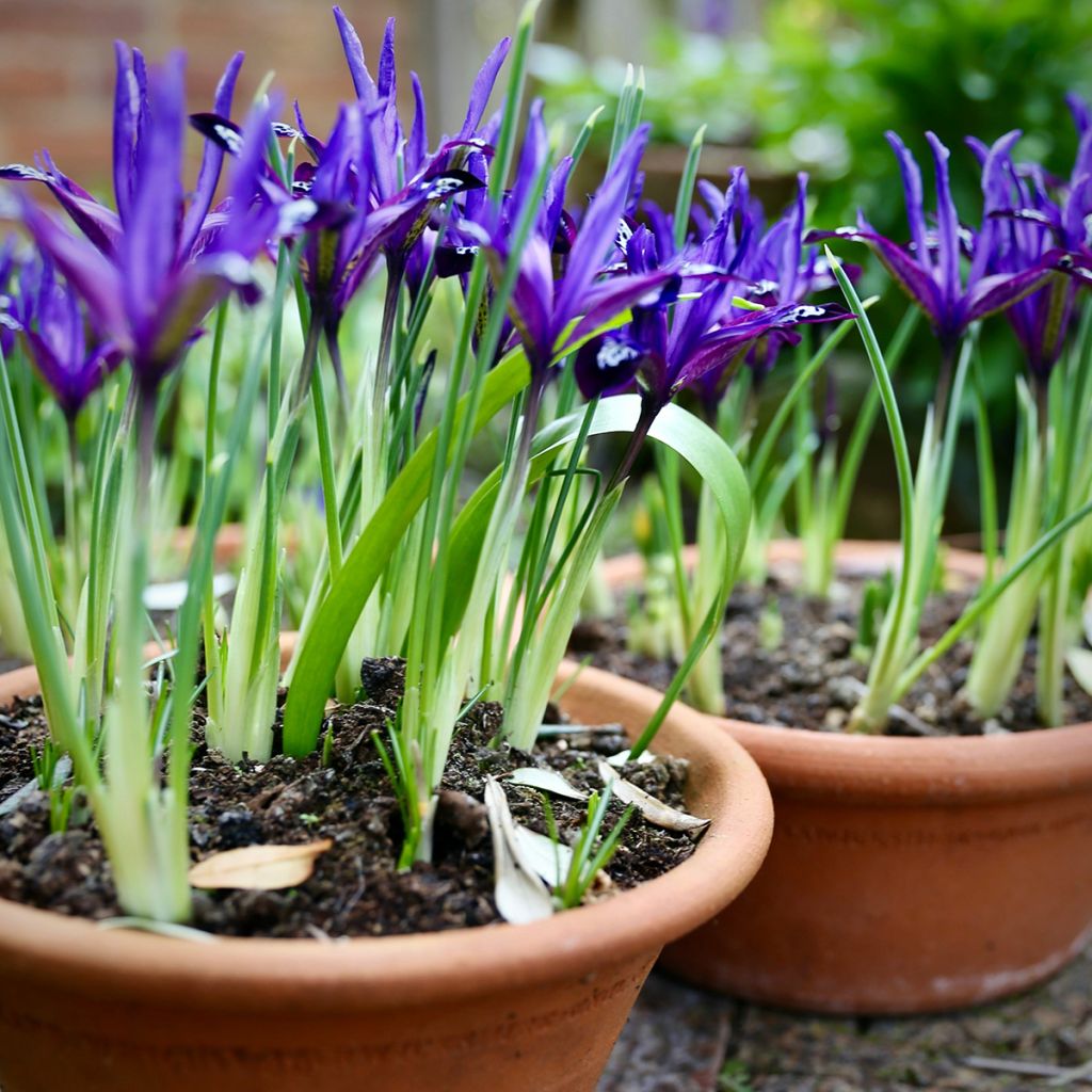 Iris reticulata Blue Note - Netted iris