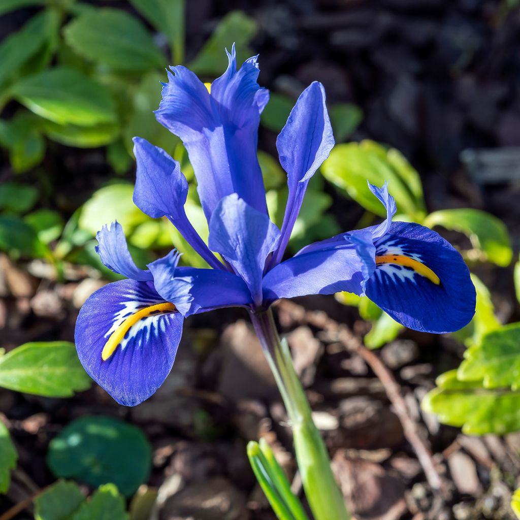 Iris reticulata Harmony