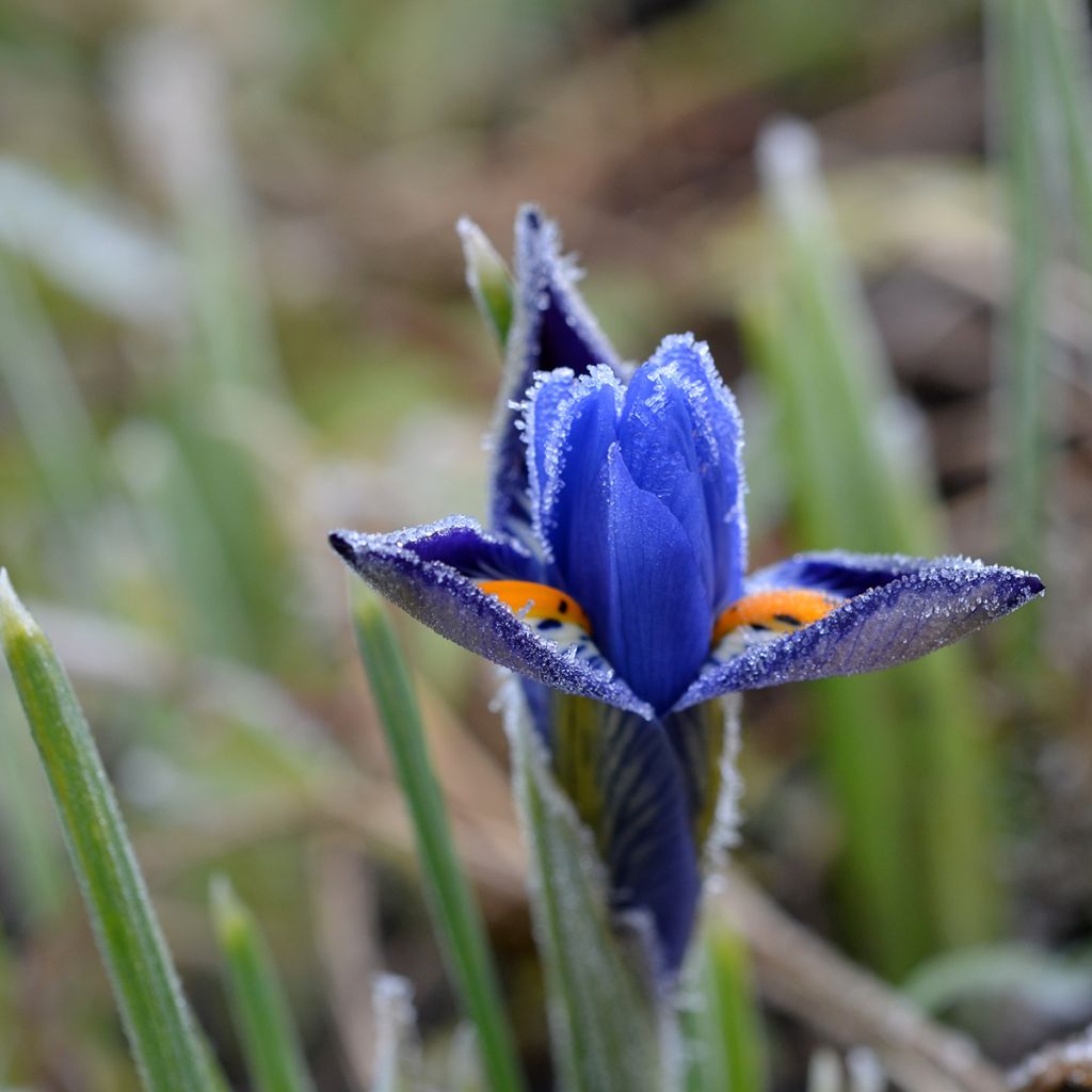 Iris reticulata Harmony