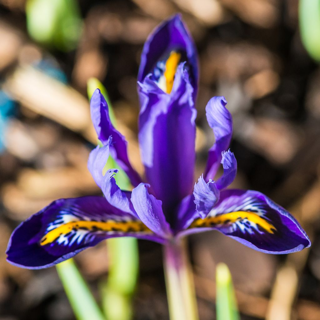 Iris reticulata Harmony