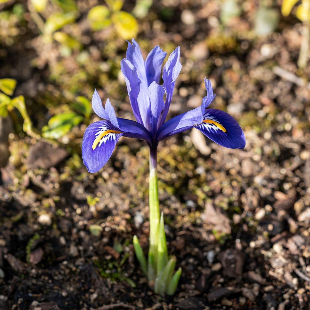 Iris reticulata Harmony