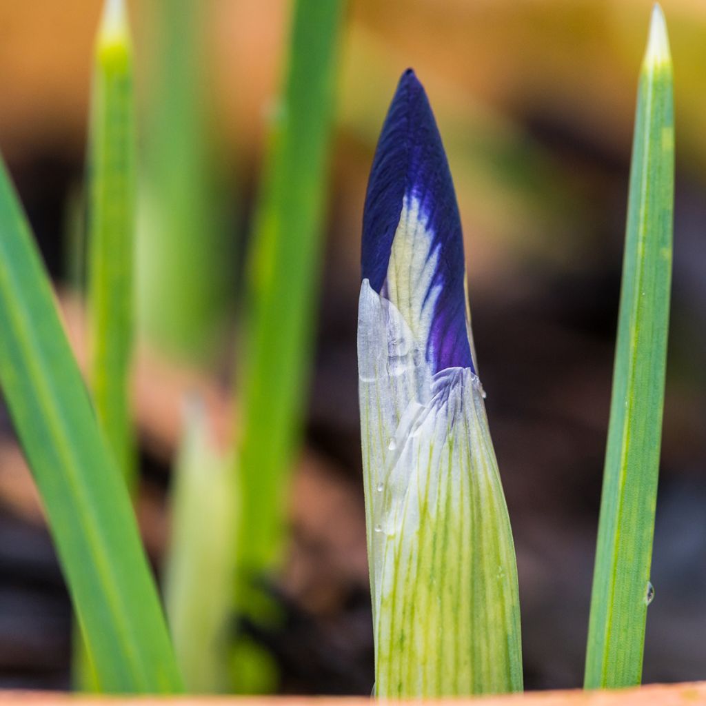 Iris reticulata Harmony