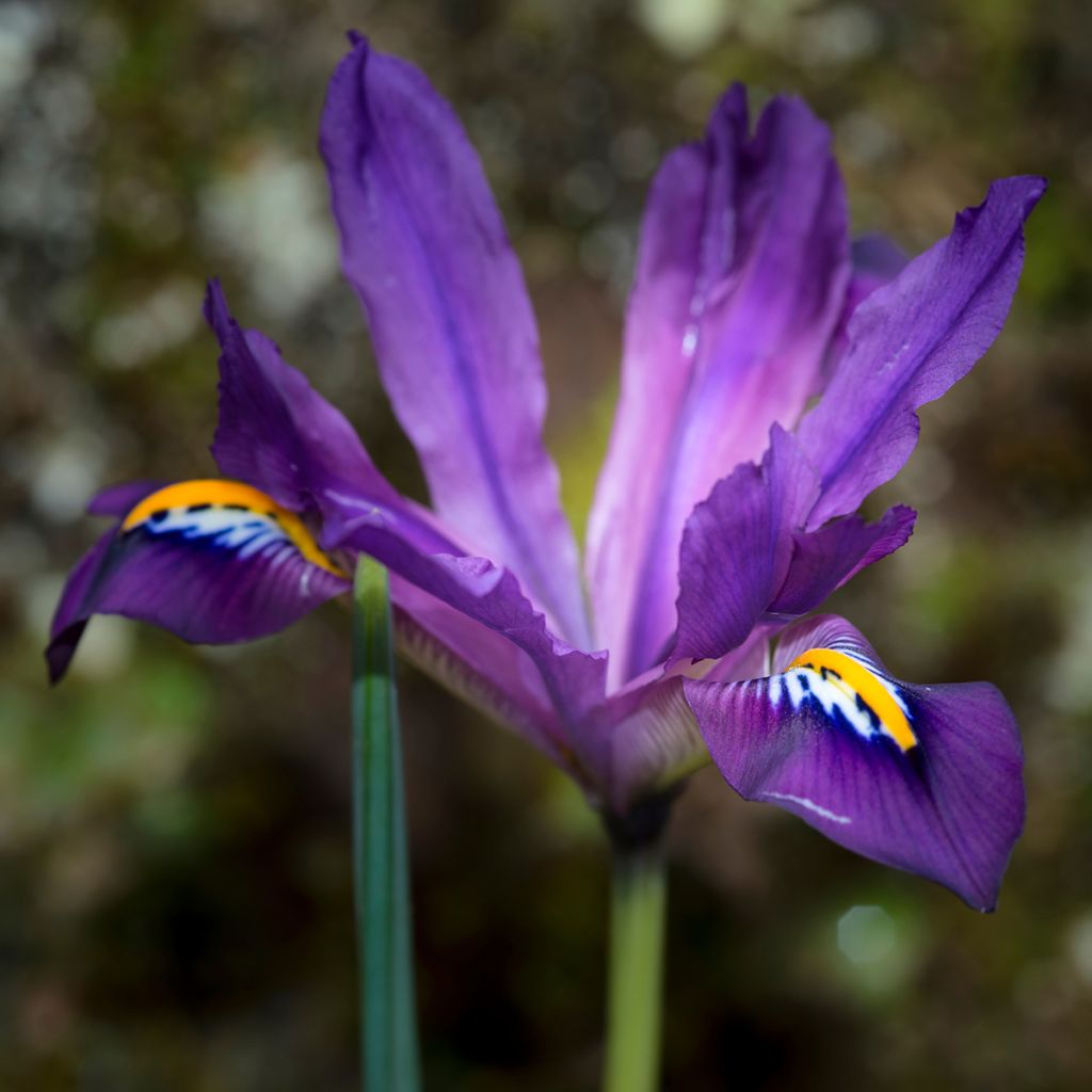 Iris reticulata Scent Sational