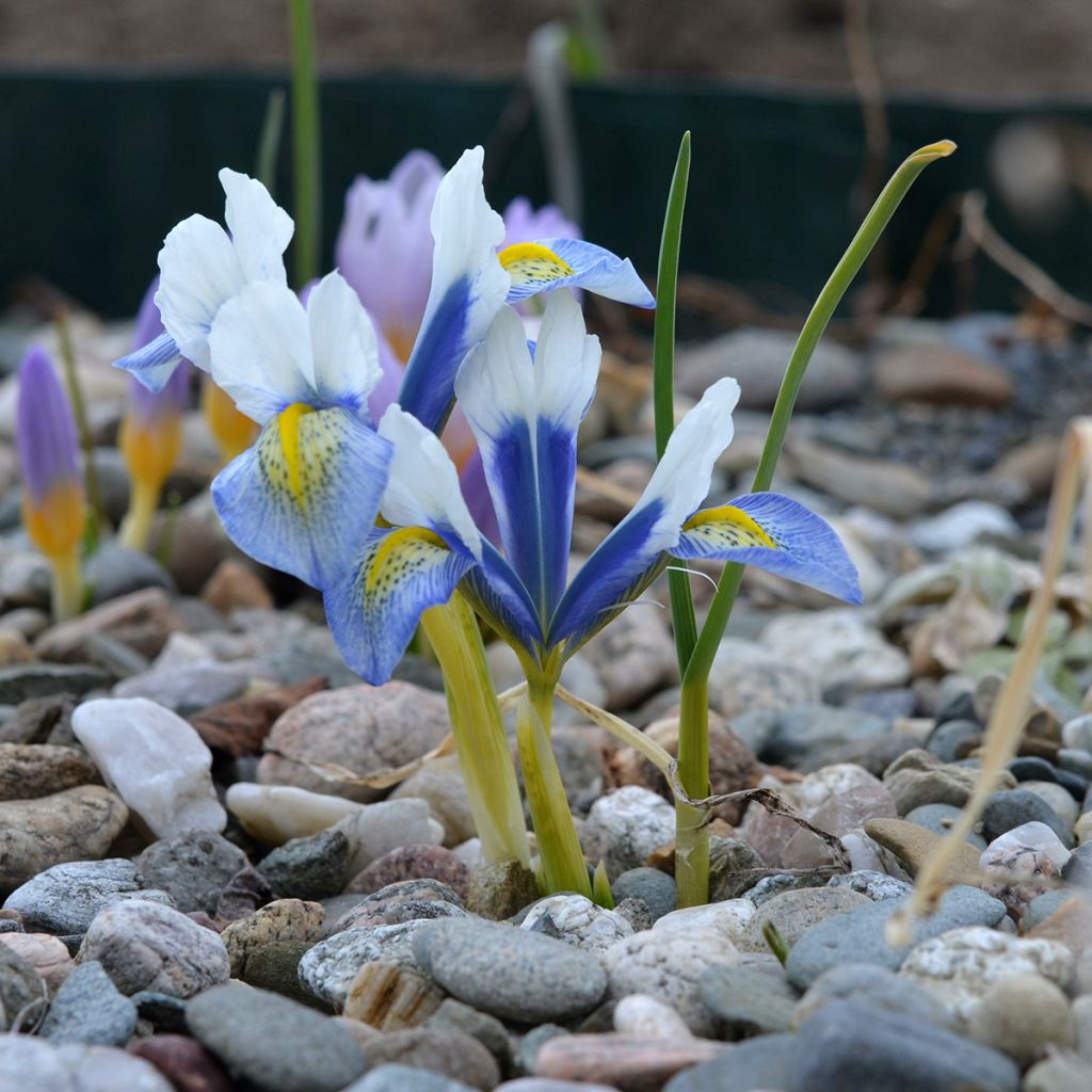 Iris reticulata Sea Breeze - Netted iris