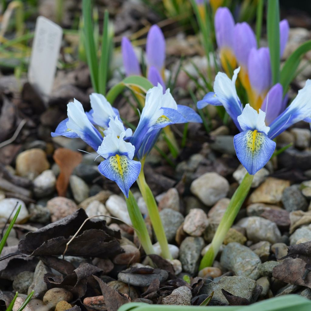 Iris reticulata Sea Breeze - Netted iris