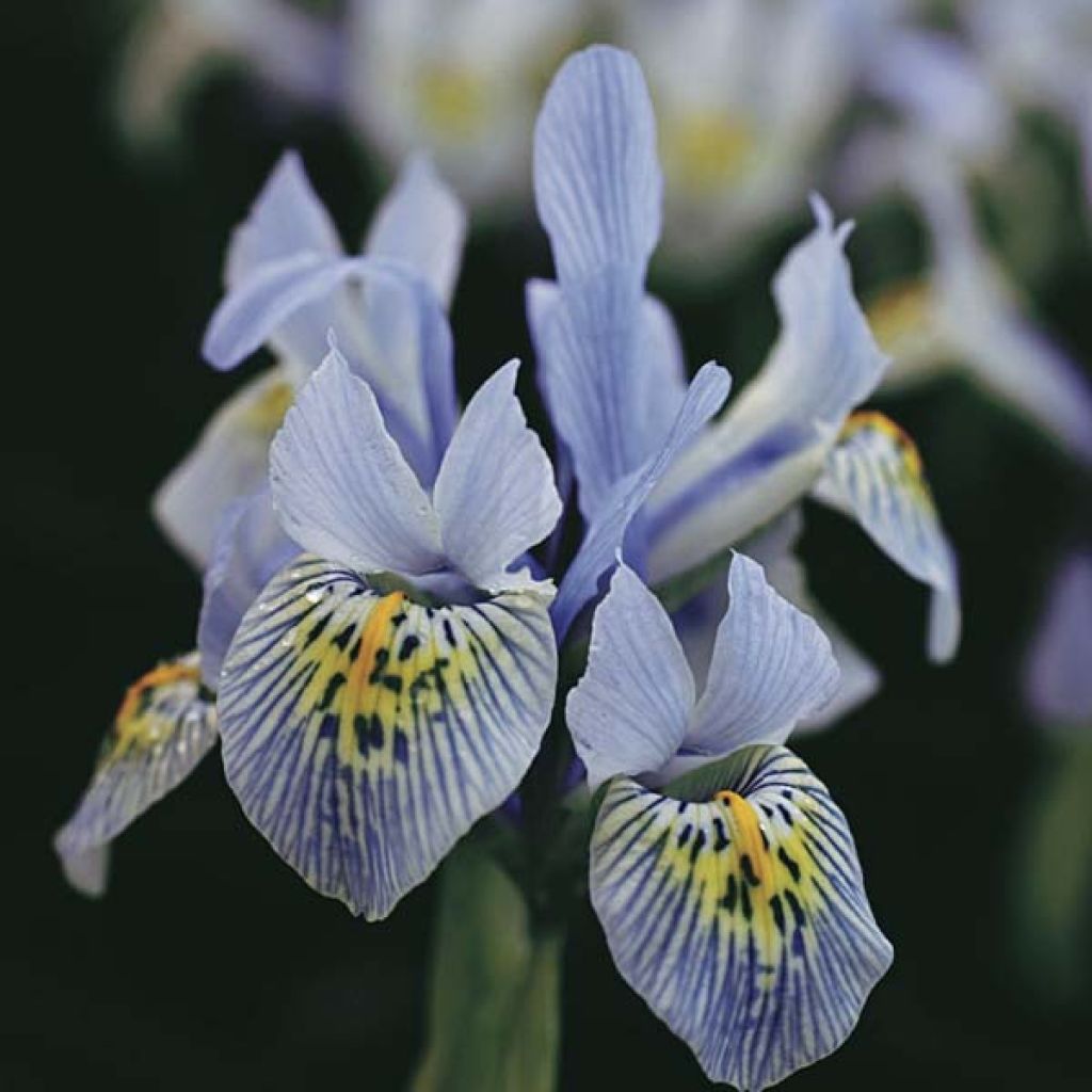 Iris Réticulata Katharina Hodgkin