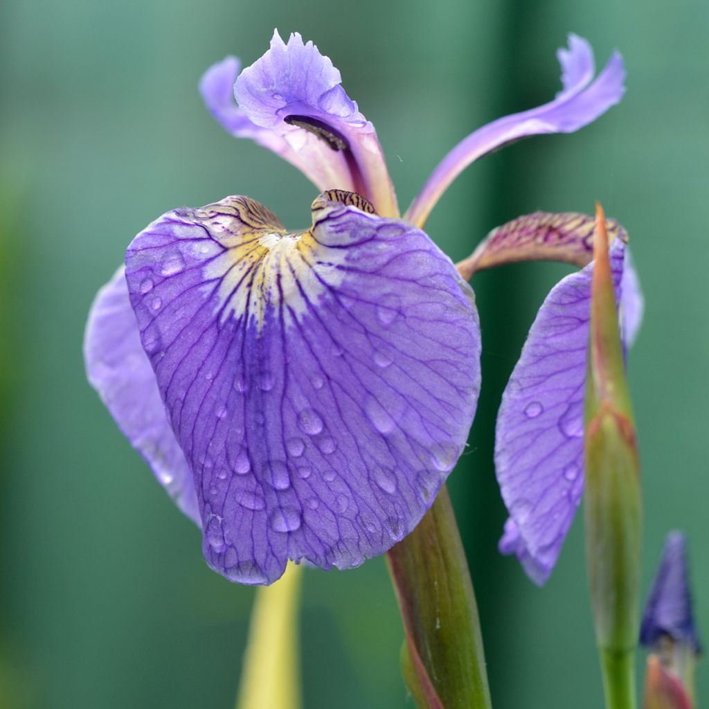 Iris setosa