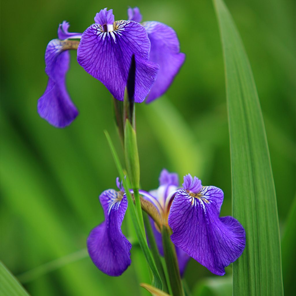 Iris setosa