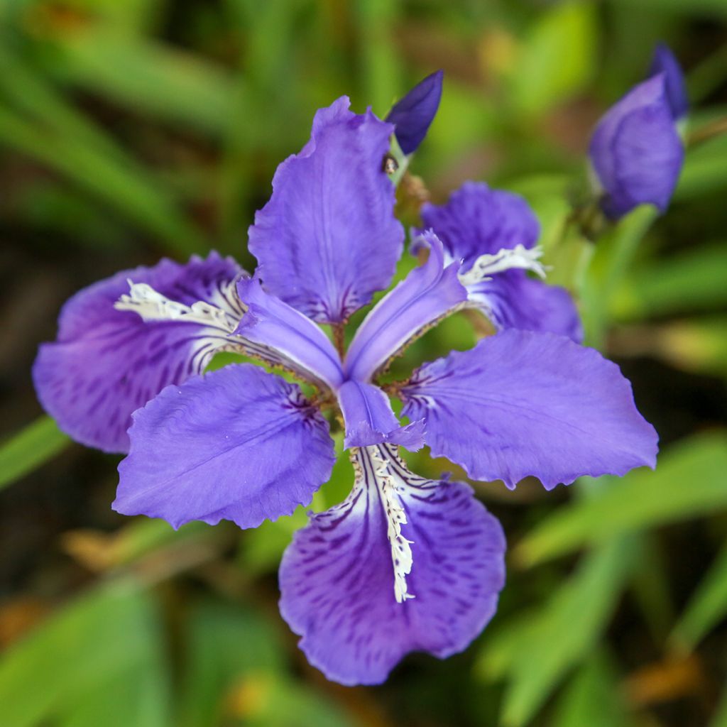 Iris tectorum