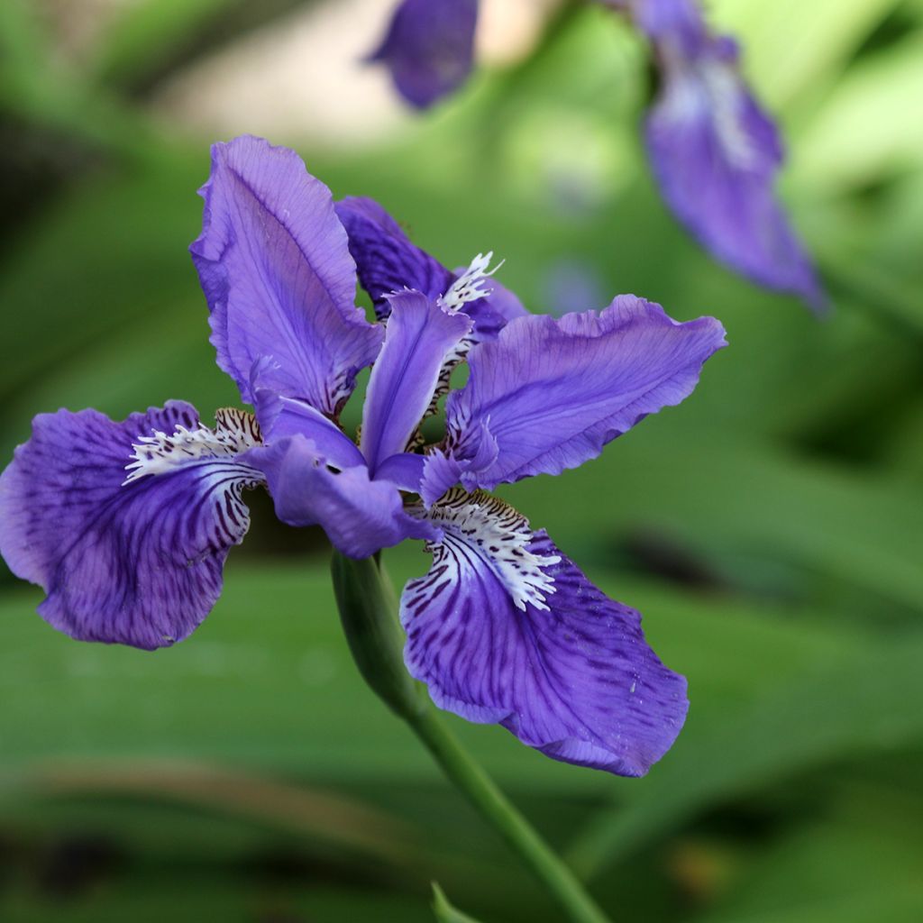 Iris tectorum