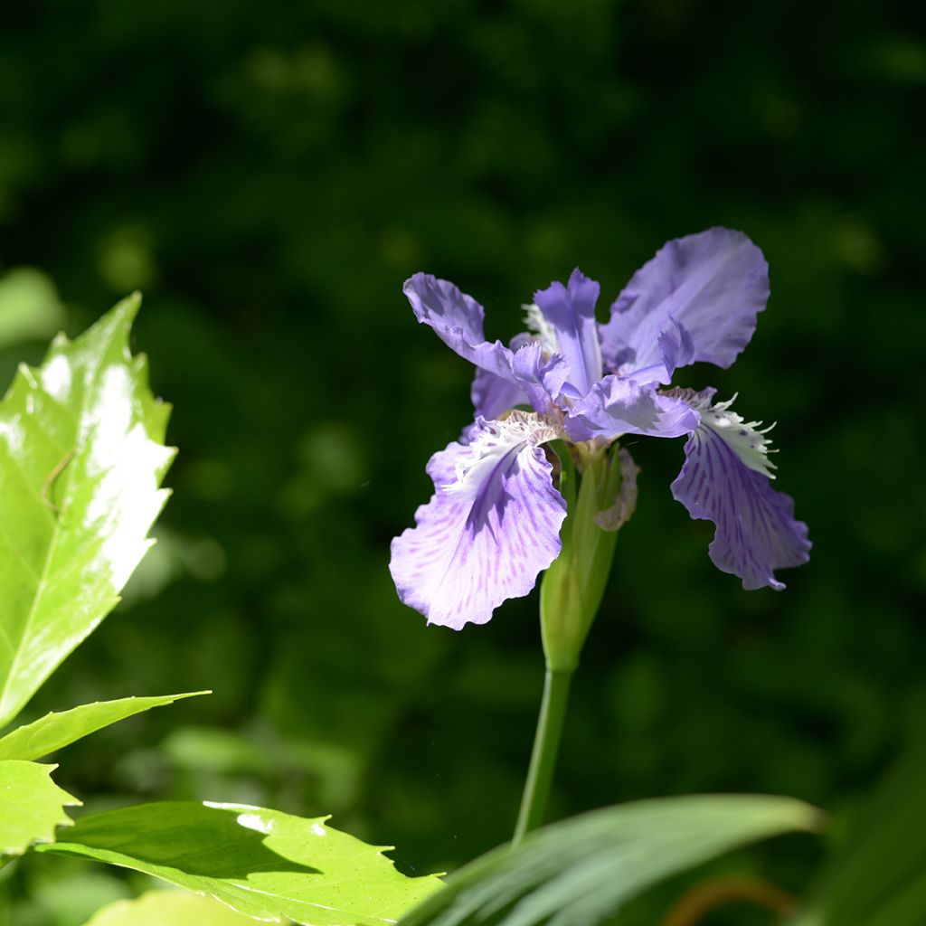 Iris tectorum