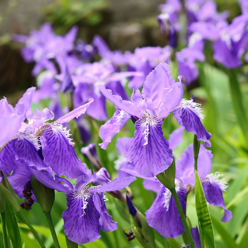 Iris tectorum