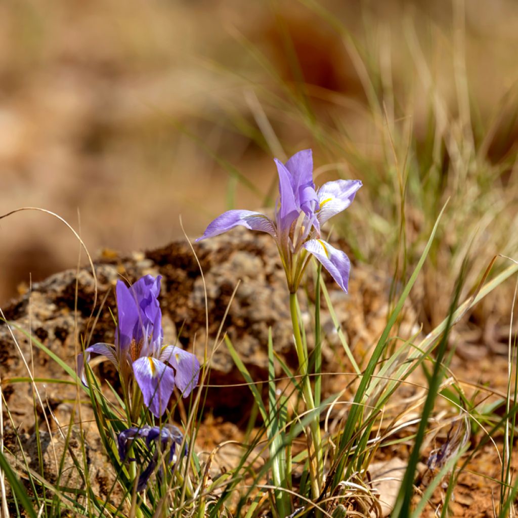 Iris unguicularis - Iris d'Alger