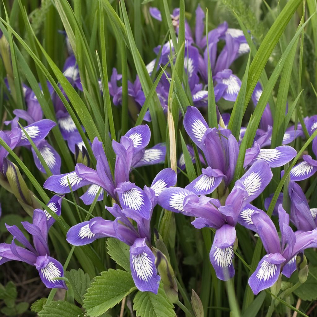 Iris versicolor - Water Iris