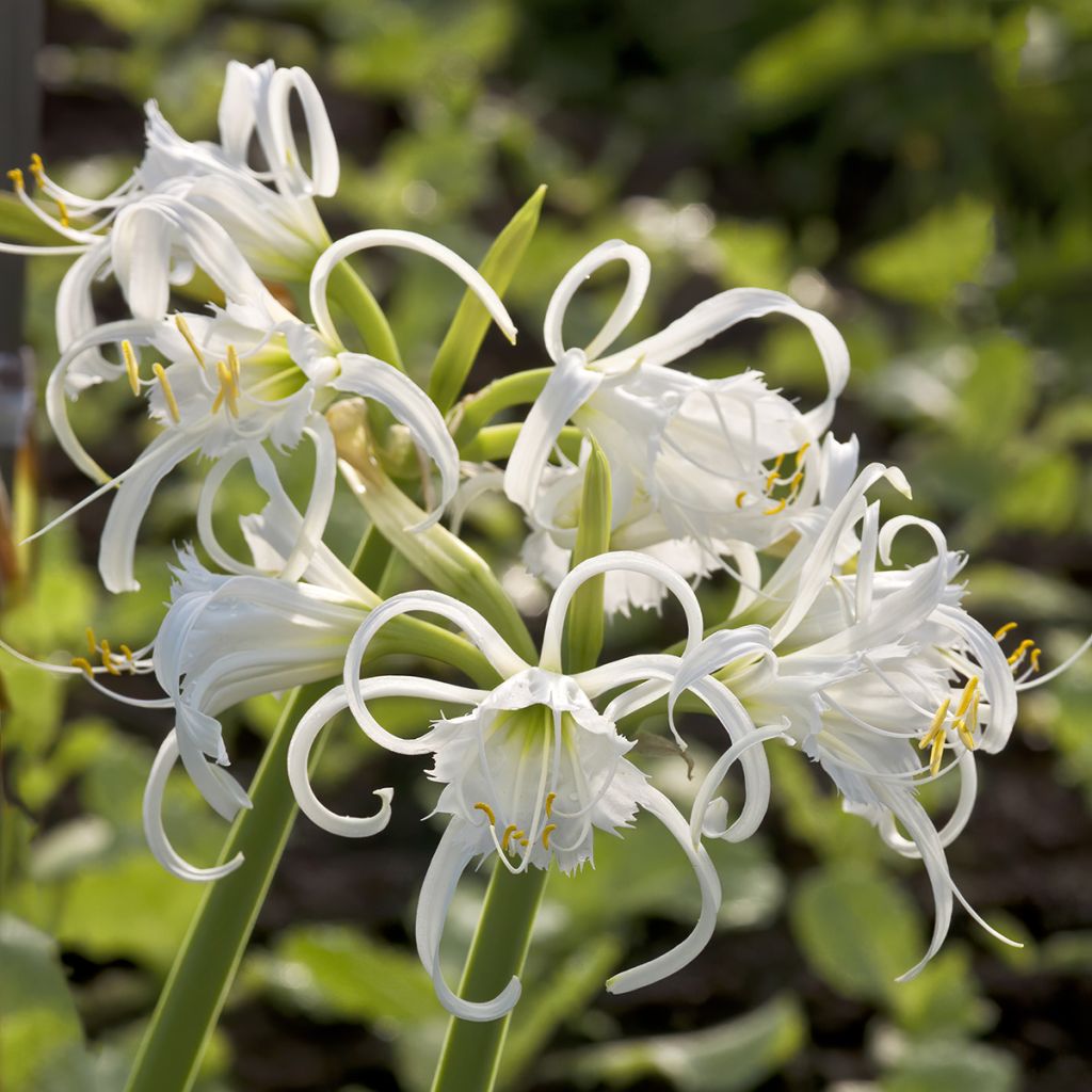 Hymenocallis festalis Blanche