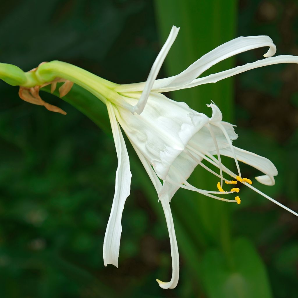 Hymenocallis festalis Blanche