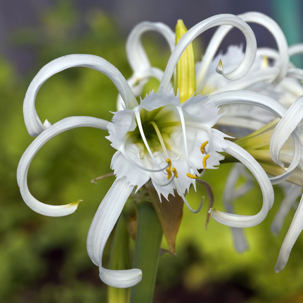 Hymenocallis festalis Blanche