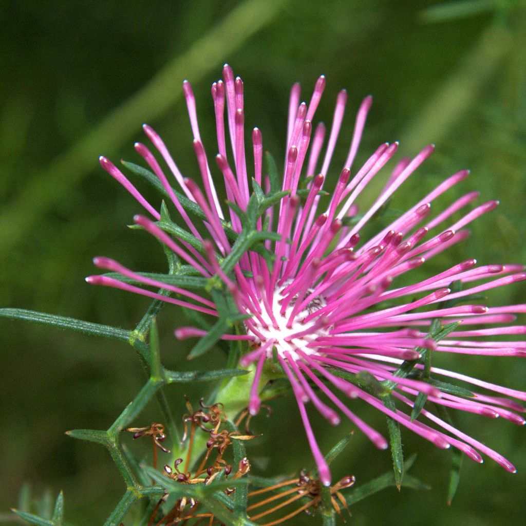 Isopogon formosus