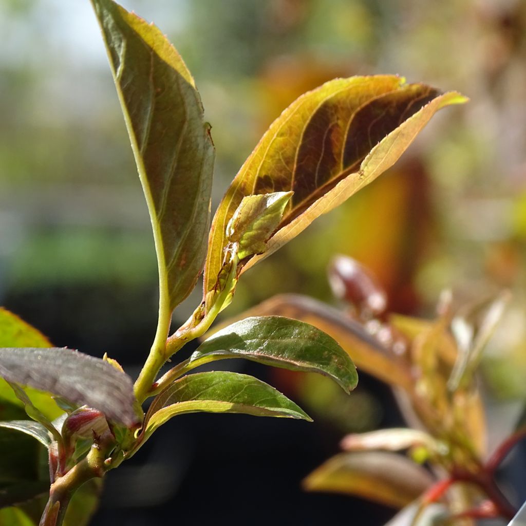 Itea virginica Henry's Garnet - Itea de Virginie