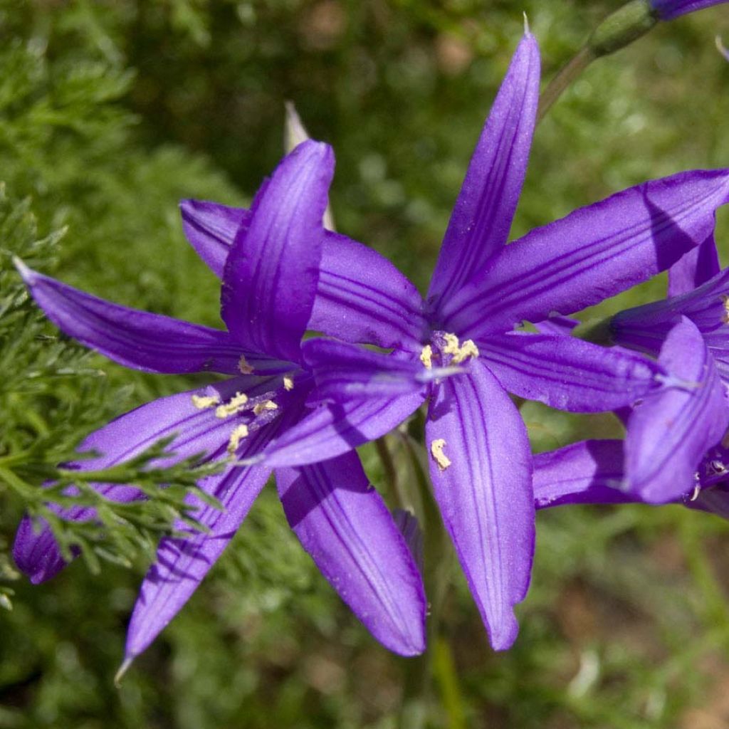 Ixiolirion tataricum - Lis de Sibérie