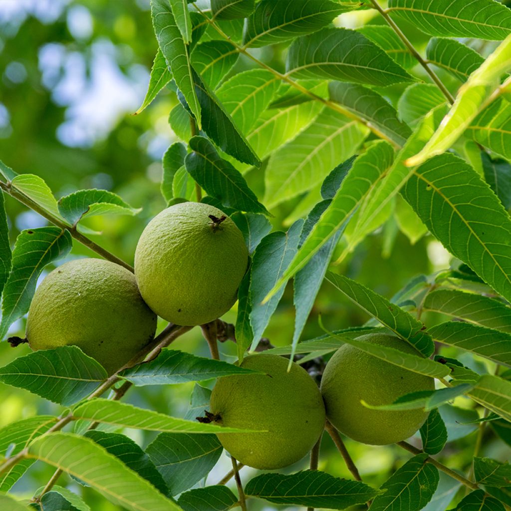 Black Walnut - Juglans nigra