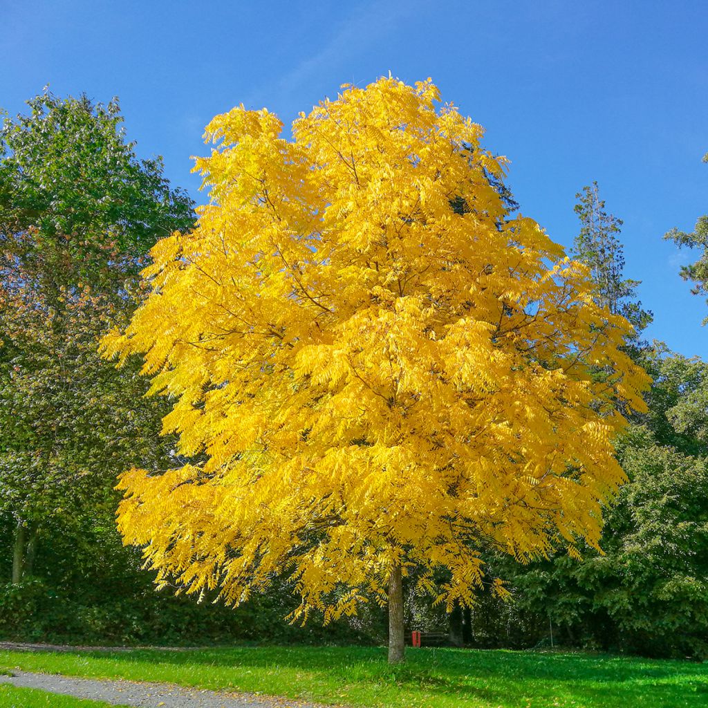 Black Walnut - Juglans nigra