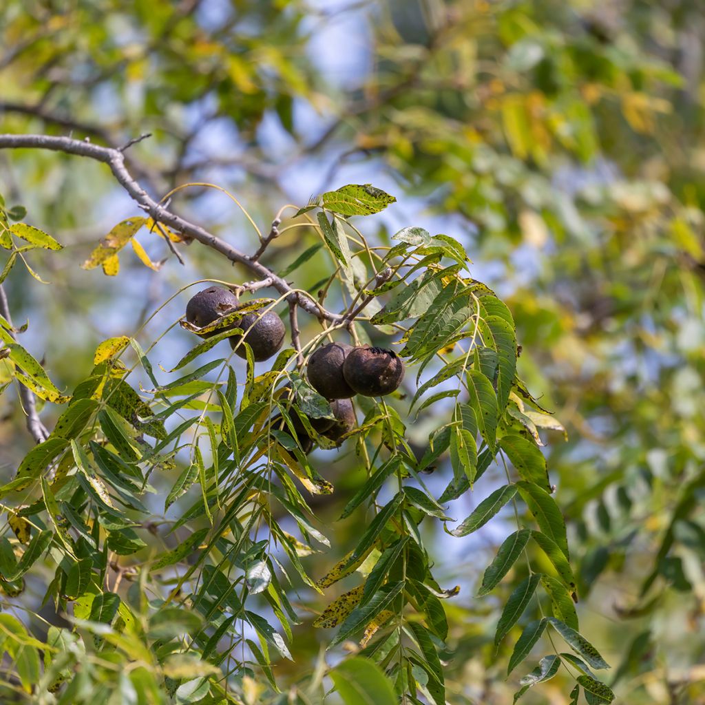 Black Walnut - Juglans nigra