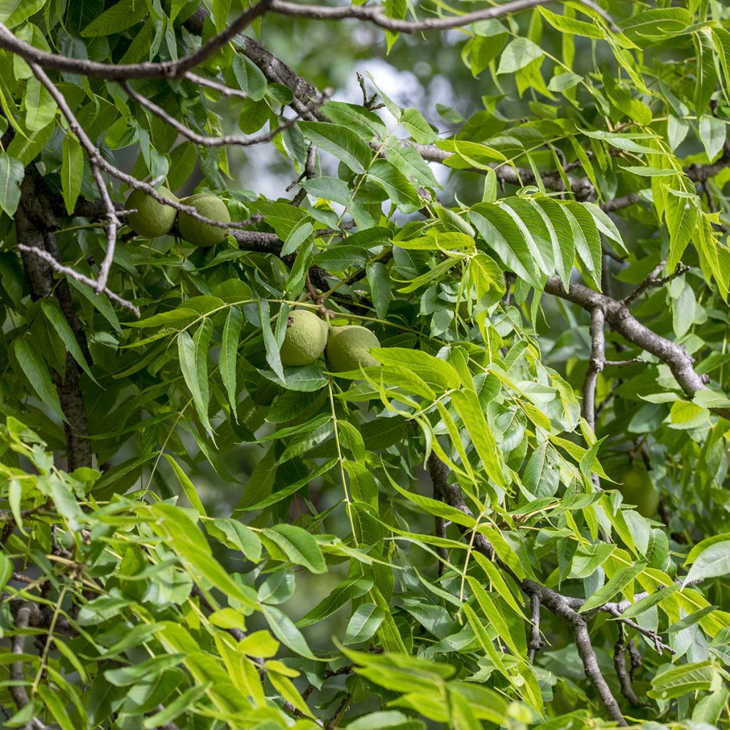 Black Walnut - Juglans nigra