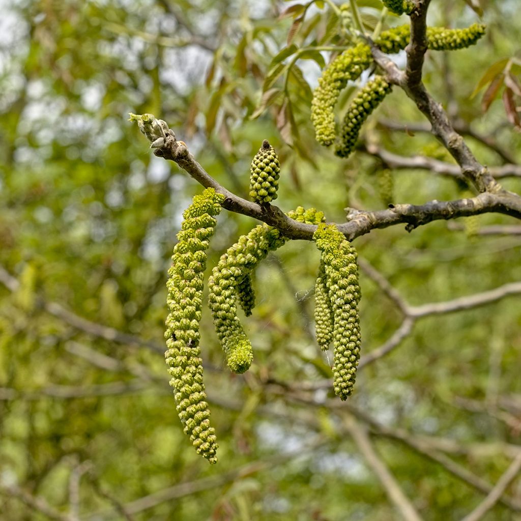 Black Walnut - Juglans nigra