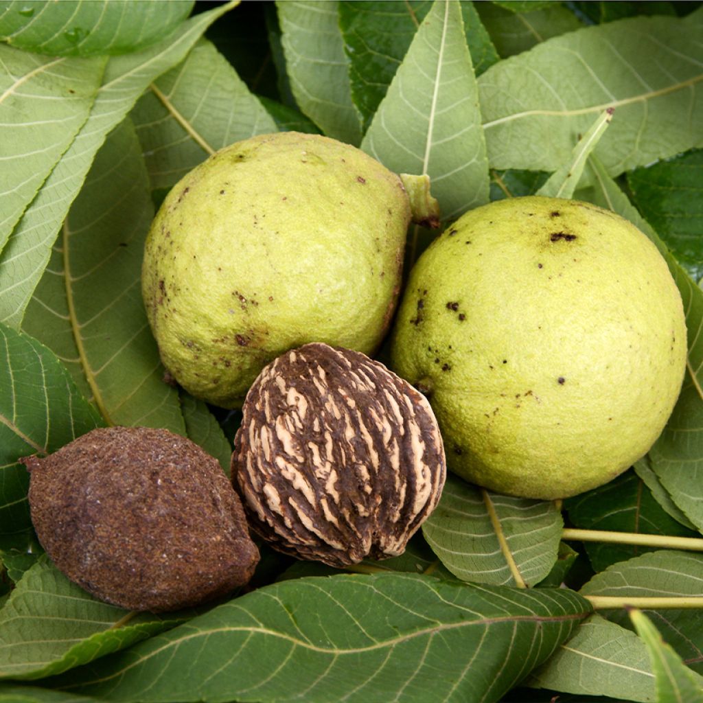 Black Walnut - Juglans nigra