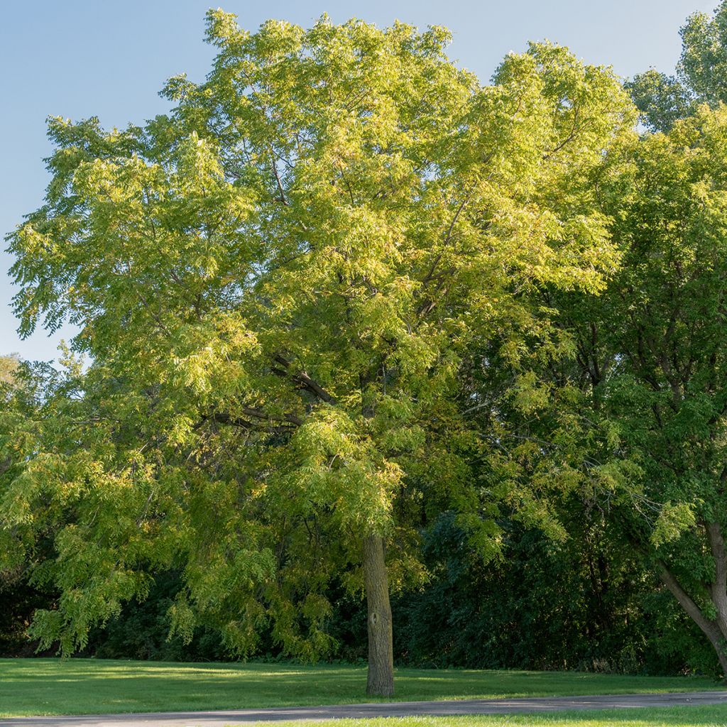 Black Walnut - Juglans nigra