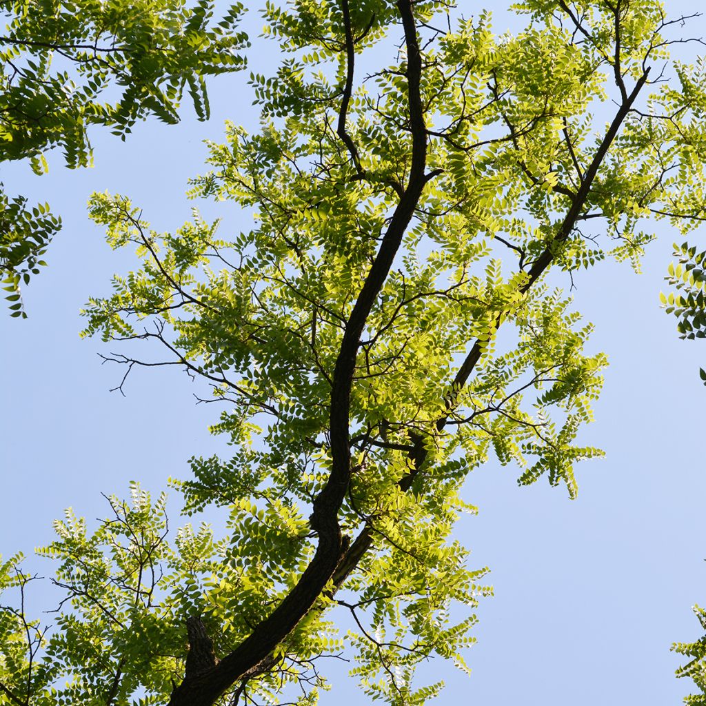 Black Walnut - Juglans nigra