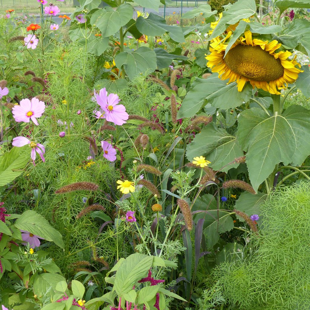 Mix of Flowers for Birds