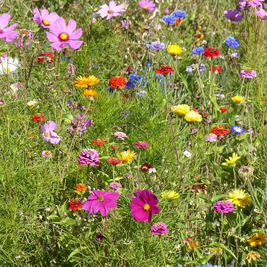 Mix of Flower Seeds Belle France