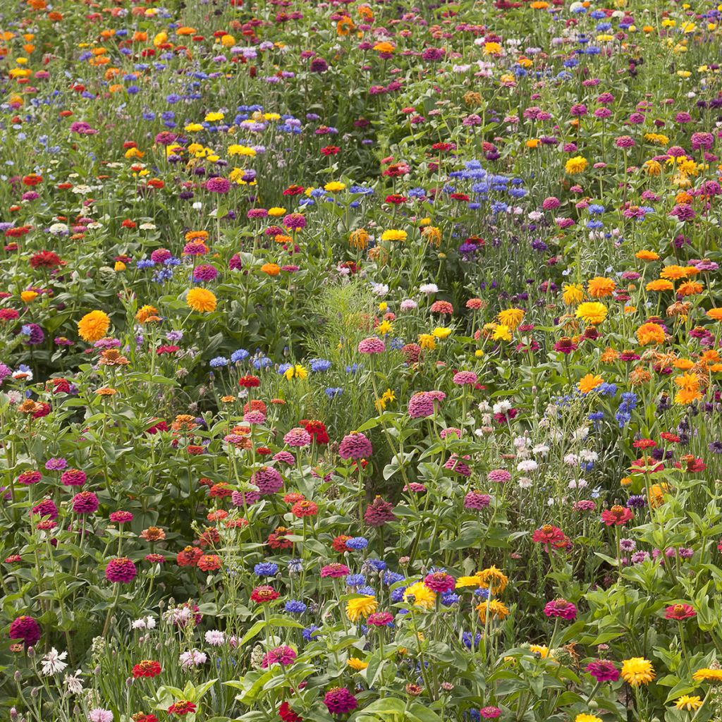 Mix of Flower Seeds Belle France