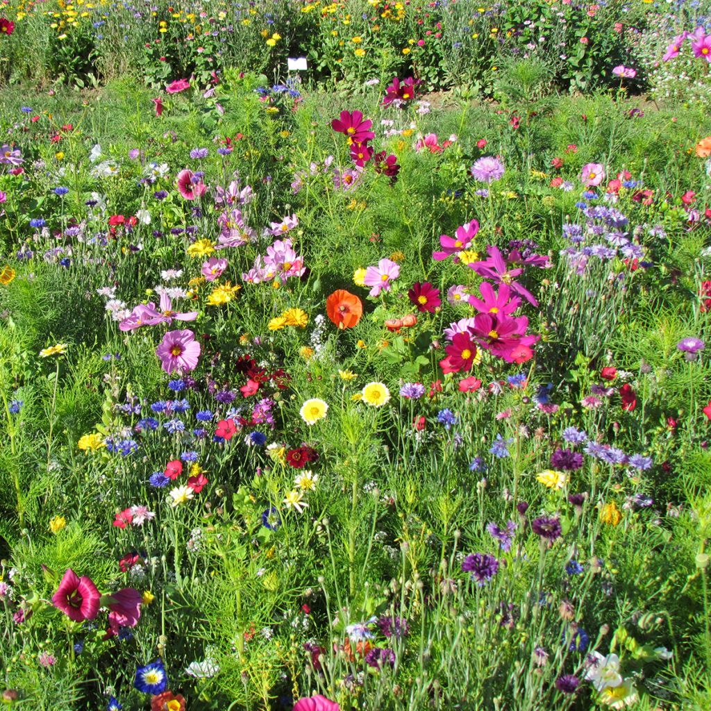 Mix of Flowers Colours of France