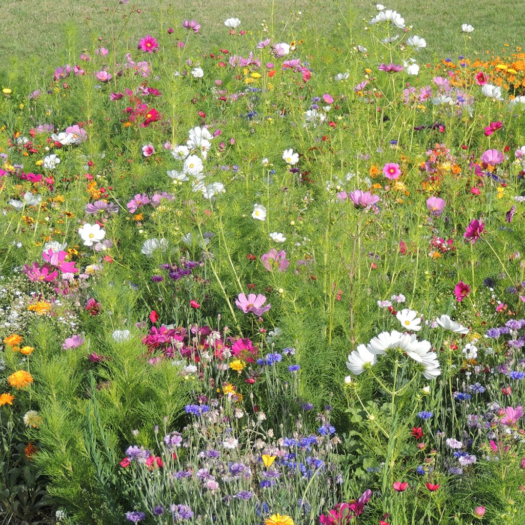 Mix of Flowers Colours of France