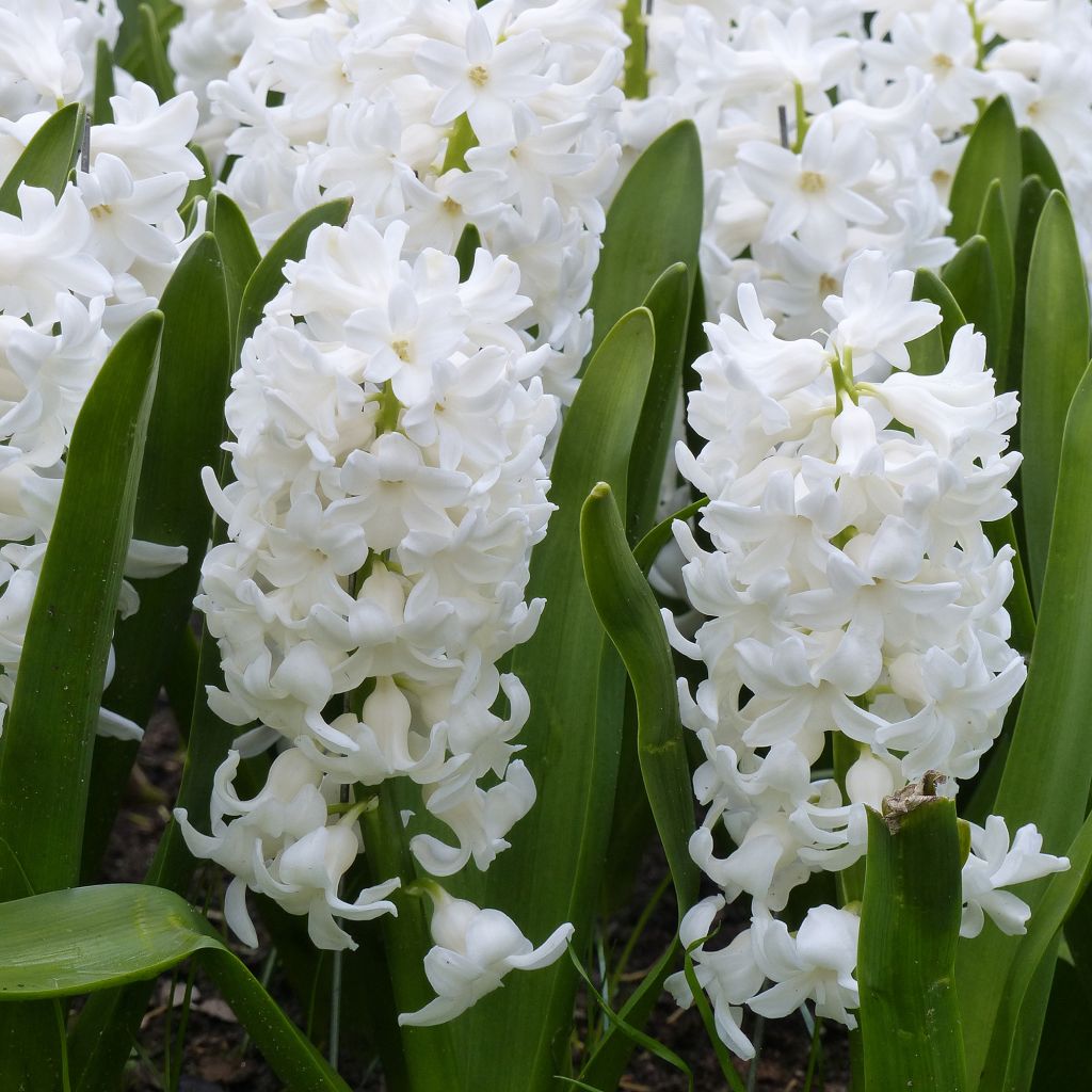 Jacinthe Aiolos préparée pour le forçage - Hyacinthus (x) orientalis