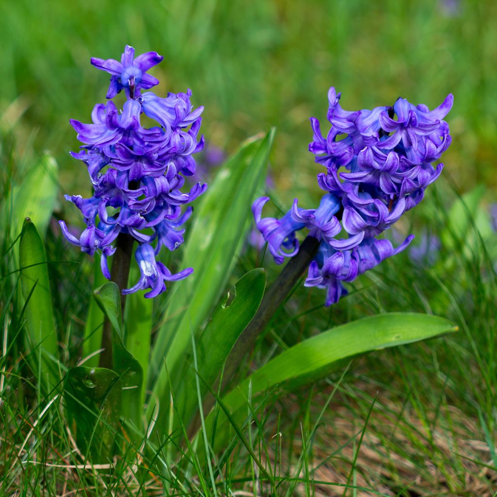 Jacinthe Blue Pearl