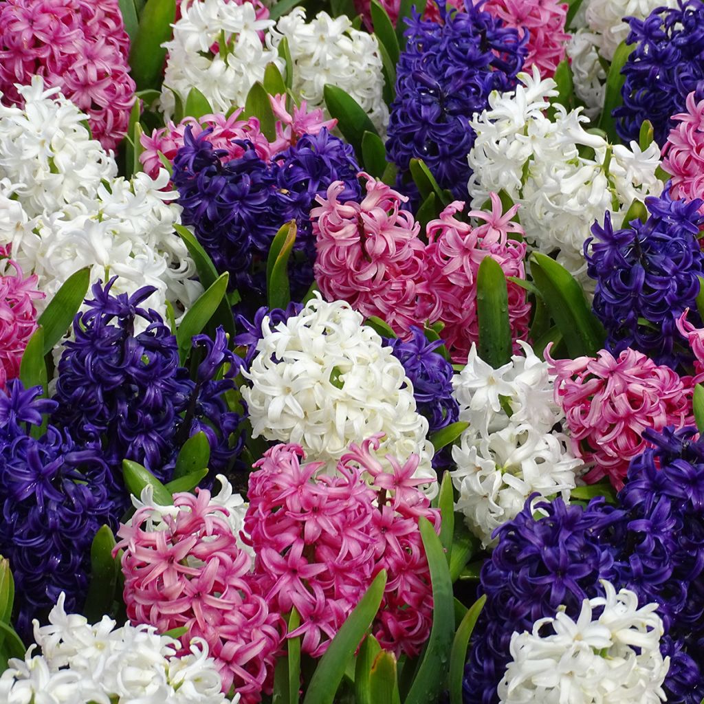 Hyacinthus Blue Pearl - Garden Hyacinth